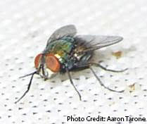 Image of a blow fly.